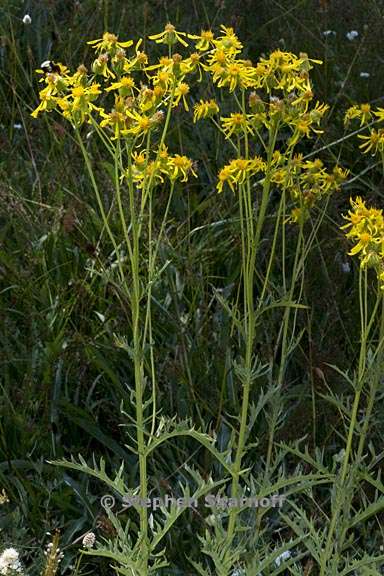 senecio clarkianus 1 graphic